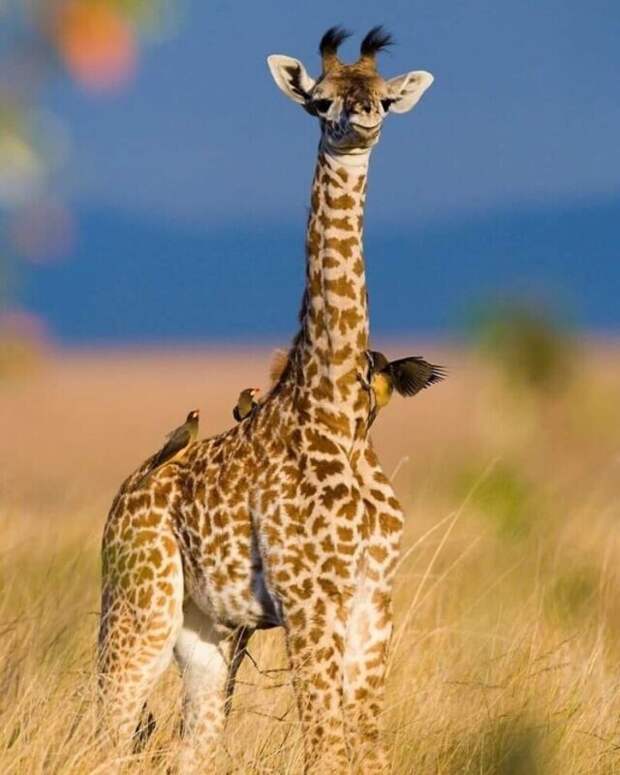 Фотография: Впечатляющие работы фотографа дикой природы Андрея Гудкова №41 - BigPicture.ru