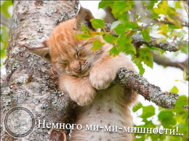 Немного ми-ми-мишности!..