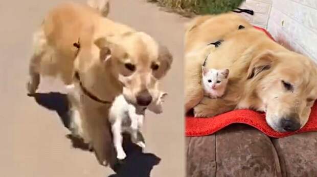 Картинки по запросу labrador retriever