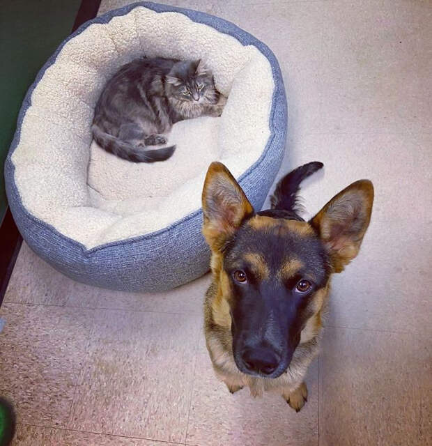 Котики продолжают захватывать лежаки собак