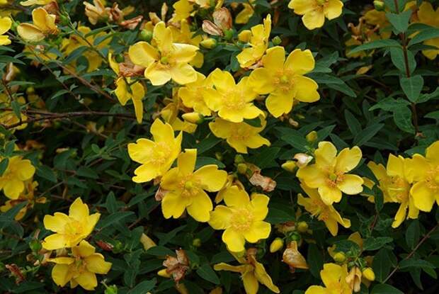 1024px-Hypericum_Hidcote_A