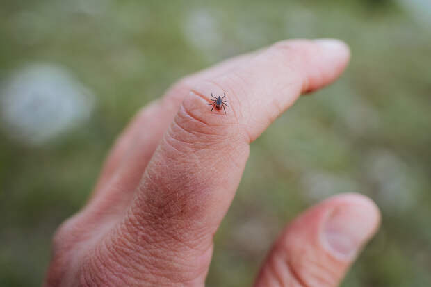 В Москве и Подмосковье проснулись клещи