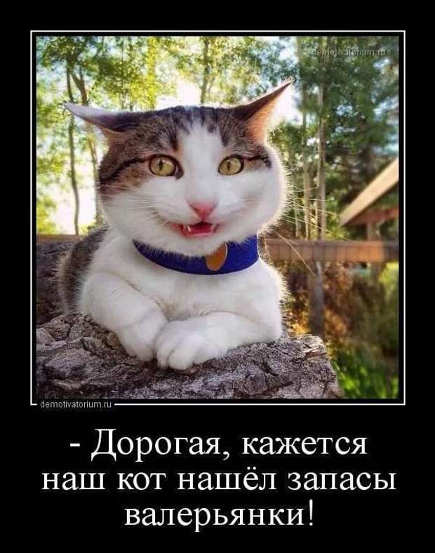 Демотиваторы. Подборка chert-poberi-dem-chert-poberi-dem-24040919052020-13 картинка chert-poberi-dem-24040919052020-13