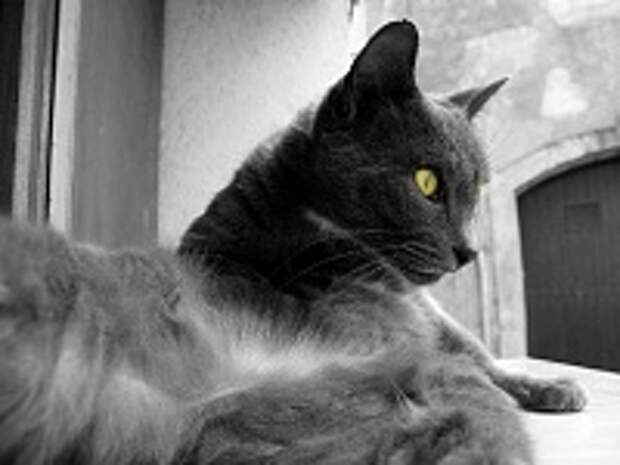 Любимые коте:) 105
