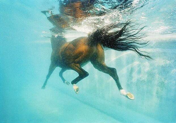 Horsei 3 Грация прекрасных лошадей в фотопроекте Equus