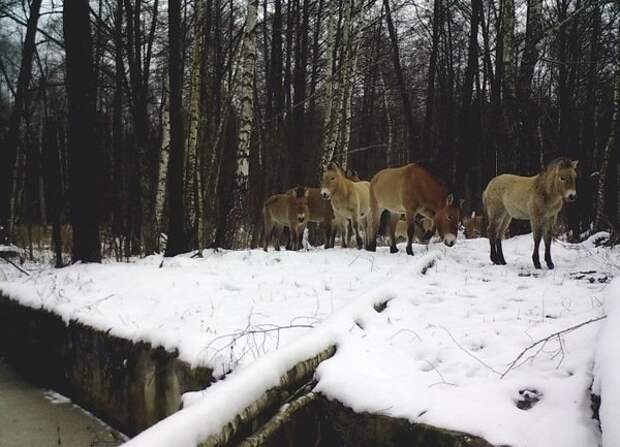 Привезенные в начале 90-х лошади Пржевальского отлично себя чувствуют. радиация, факта, фото, чернобль