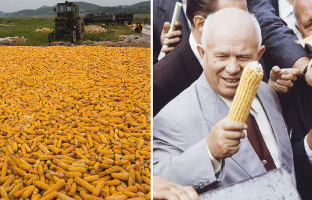 Зачем в СССР стали сажать кукурузу в большом объеме/ фото: forkagro.com, stihi.ru Зачем в СССР стали сажать кукурузу в большом объеме/ фото: forkagro.com, stihi.ru