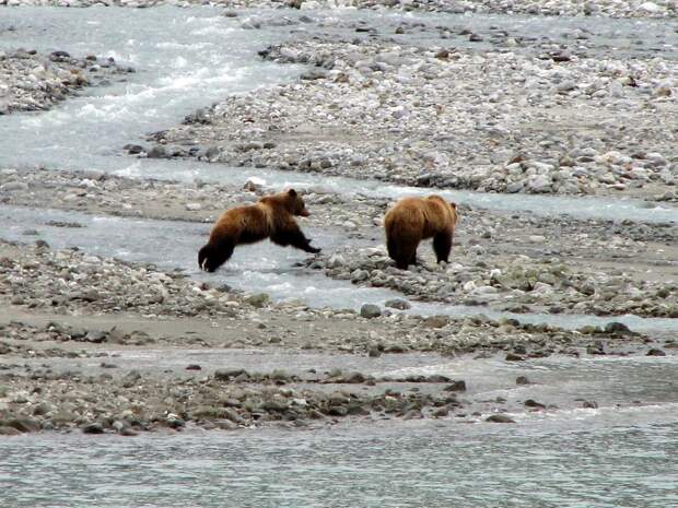 В заброшенный коллектор на Сахалине забрались двое медвежат