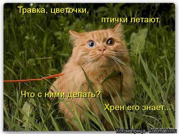 Лучшие котоматрицы недели  