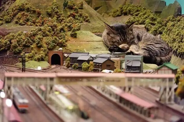 Кошки спасли ресторан от кризиса