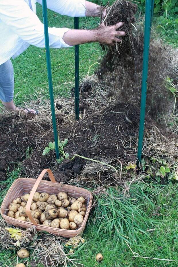 Вот как собрать невероятный урожай картофеля с четырёх соток выращивание картофеля, как вырастить картофель, картошка, небывалый урожай, огород, огородничество, урожай