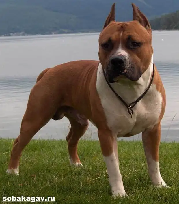 Американский стаффордширский терьер собака. Описание, особенности, уход и цена породы