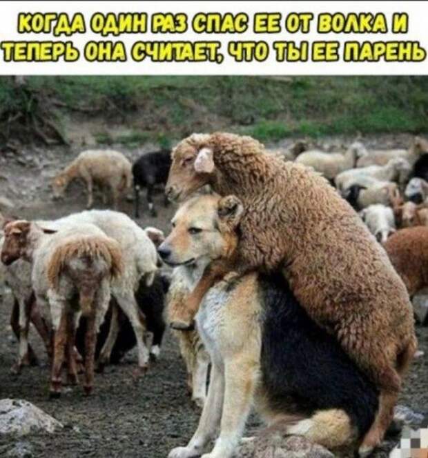 Позитивные картинки с приколами!