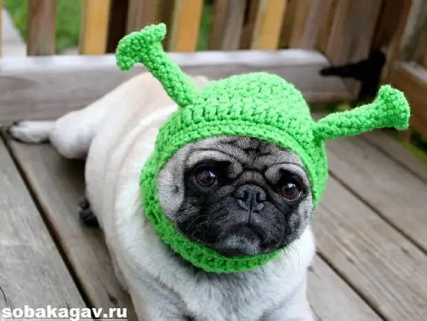 Мопс собака. Описание, особенности, уход и цена мопса