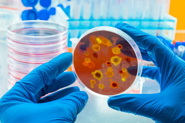 Nature Microbiology: бактерии побеждают конкурентов с помощью заражения вирусом