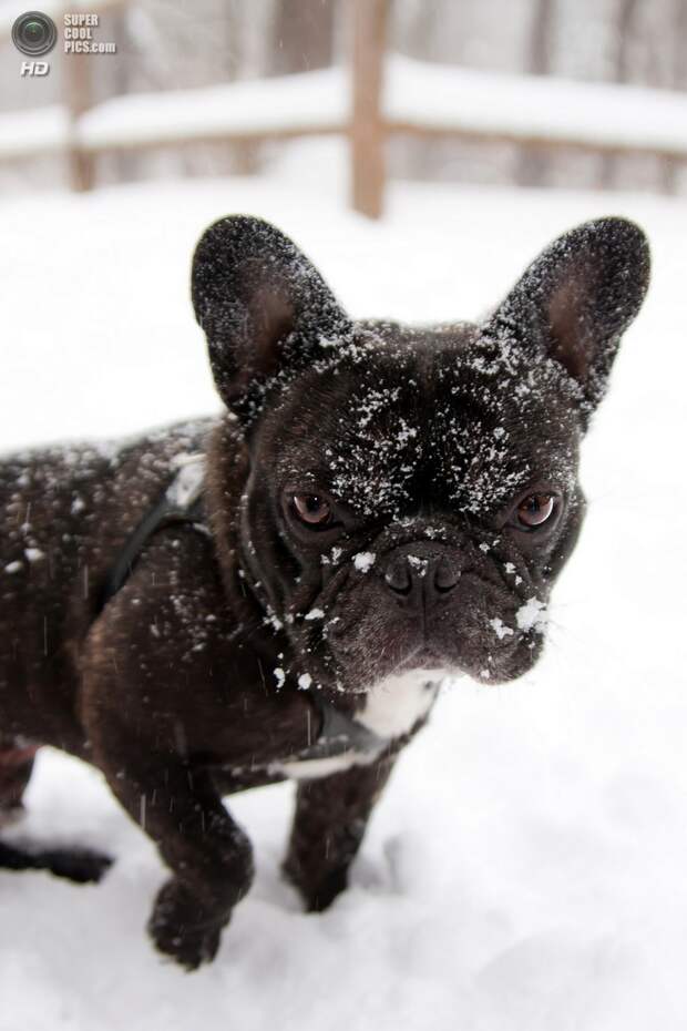 Снег — собачье счастье. (Little Ms Laura)