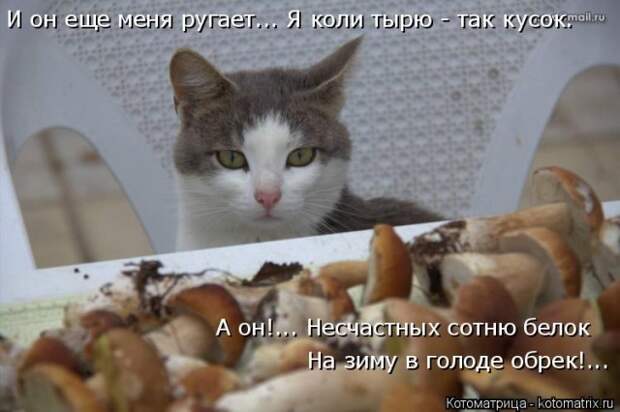 Лучшие котоматрицы недели (50 фото)