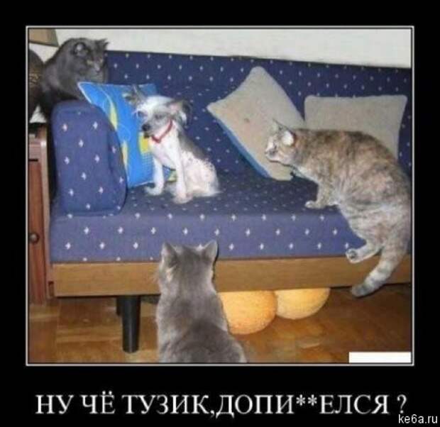 Животным смешно, а вам? (90 фото) smeshnie shivotnie 22 Животным смешно, а вам? (90 фото)