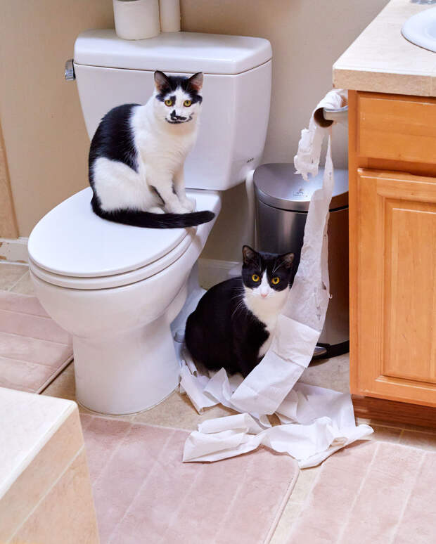 Забавные животные с фотоконкурса Comedy Pet Photo Awards 2020
