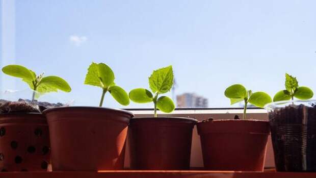 Одна капля — и рассада станет толщиной с палец: рецепт самой дешевой подкормки