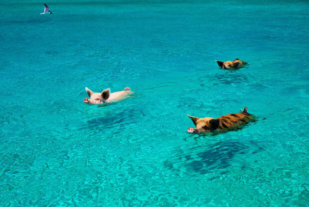 Небольшая колония диких свиней на Багамах любит поплавать