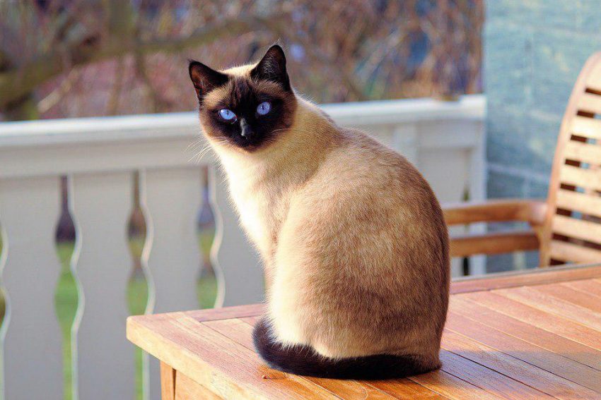 Кот/ Фото pixabay.com