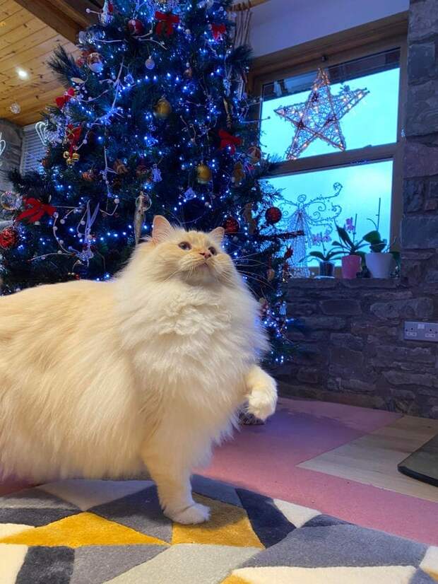 Без кота и жизнь не та