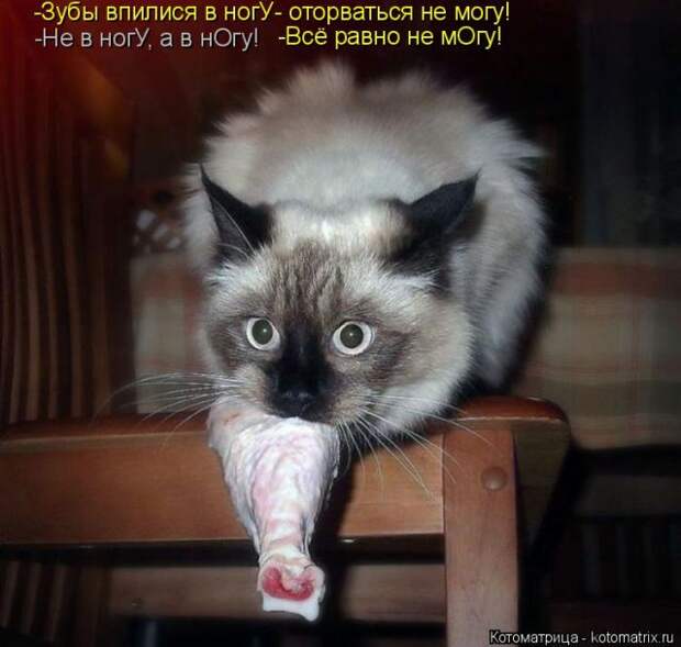 Лучшие котоматрицы недели (50 фото)