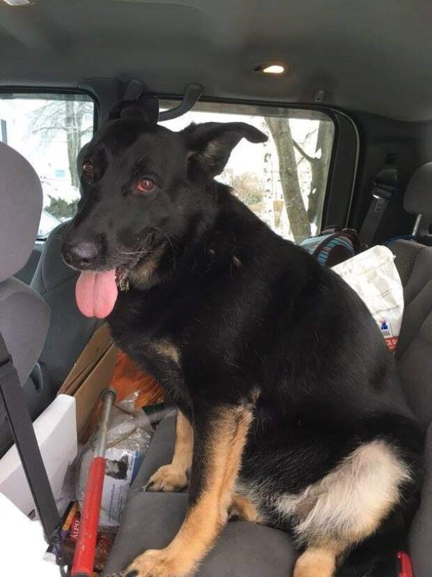 полиция закрыла шоссе чтобы спасти собаку 