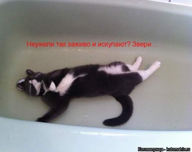 Лучшая котоматрица за неделю (32 фото)