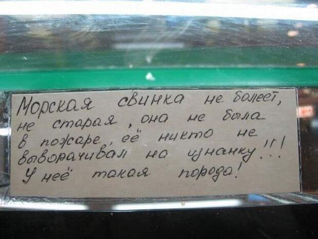 Добро пожаловать в зоопарк! Добро пожаловать в зоопарк!