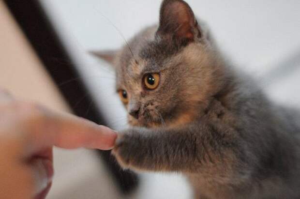 Милые котята