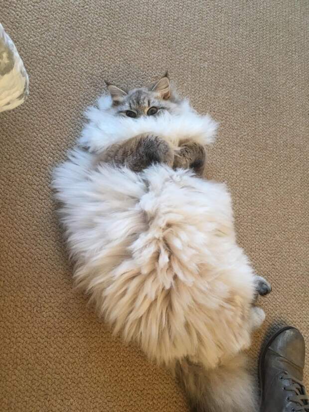 Без кота и жизнь не та