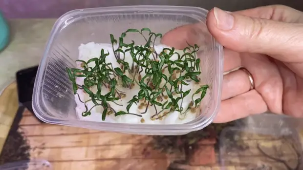 Легкий способ посева томатов, дающий отличный результат