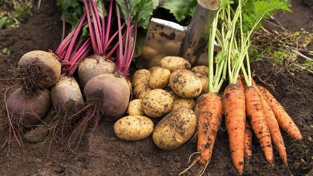 Агроном Зизиев рассказал, какие дачные растения дешевле всего выращивать