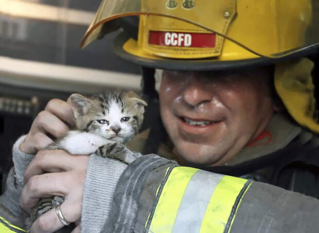 17. Капитан пожарной охраны Джон Лии осматривает одного из двух котов, спасенных из пожара в дуплексе животные, пожарные, пожары