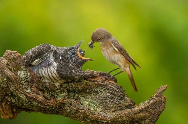 Птенца кукушки выкормят приемные родители. |Фото: pofoto.club.
