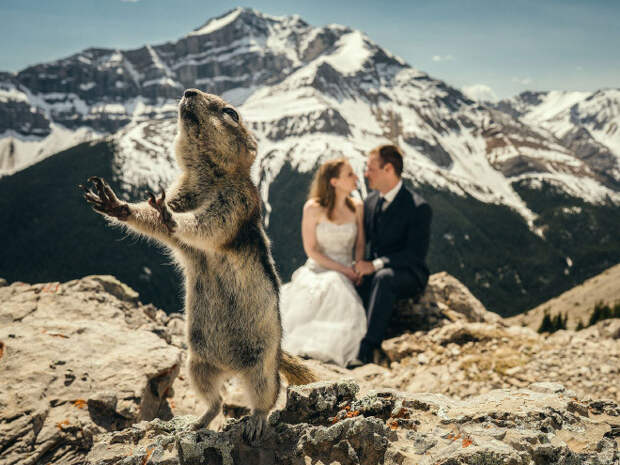 Все животные — настоящие мастера фотобомбинга