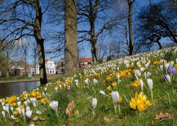 Красивая поляна на берегу пруда
