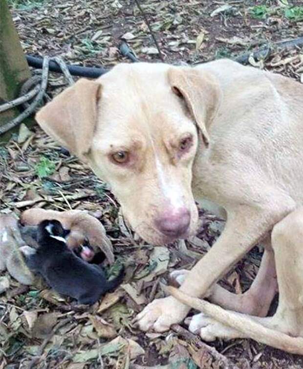 Люди спасли собаку, которую оставили умирать в лесу