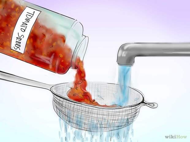 Plant Tomatoes from Seed Step 10 Version 2.jpg