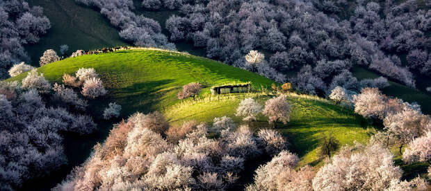 blooming-apricot-valley-yili-china-25