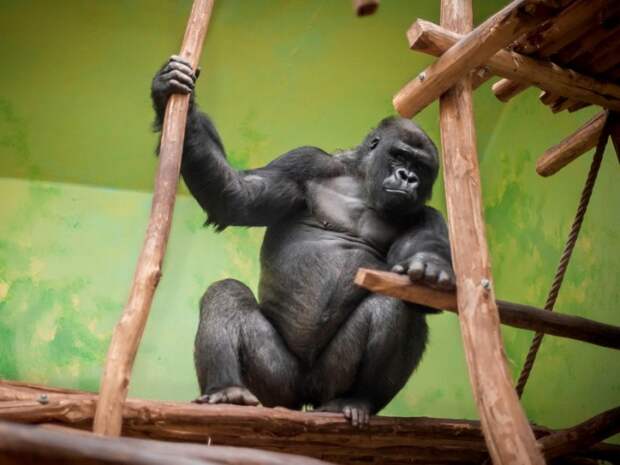 gorilla