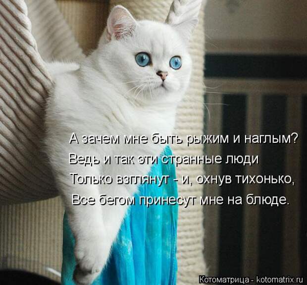Котоматрица: А зачем мне быть рыжим и наглым? Ведь и так эти странные люди Только взглянут - и, охнув тихонько, Все бегом принесут мне на блюде.