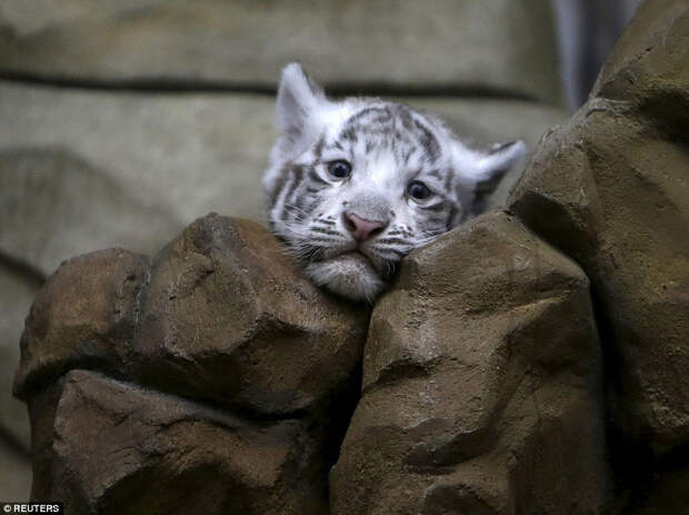 Новорожденные белые тигрята в чешском зоопарке