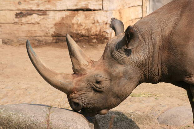 Рог носорога золото, самые дорогие вещества, топ, факты