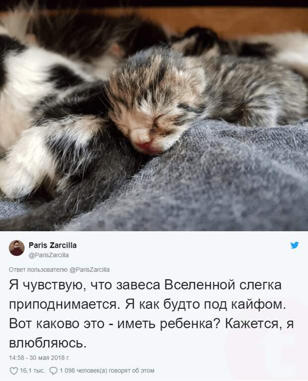 Парень нашел под кроватью кошку и новорожденных котят, хотя питомцев у него не было!