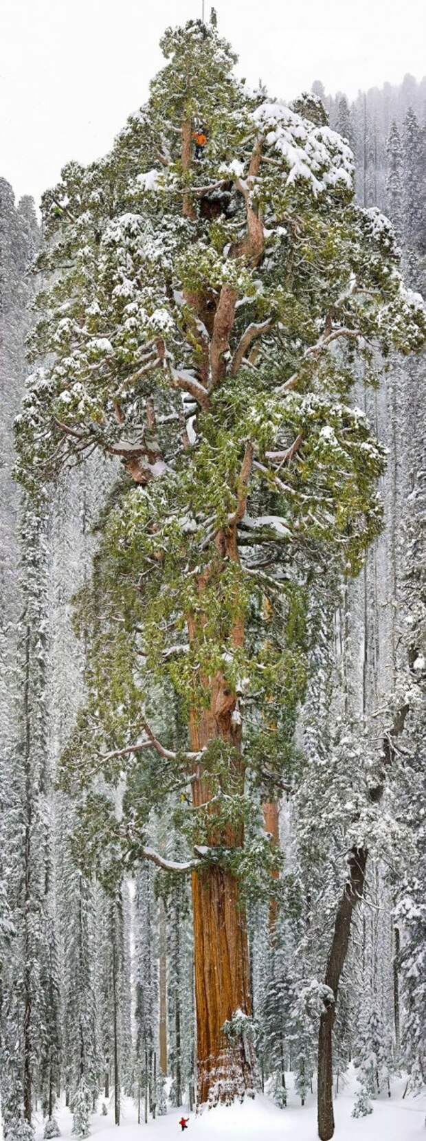 17 самых великолепных деревьев в этом мире