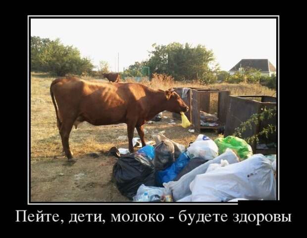 Демотиваторы