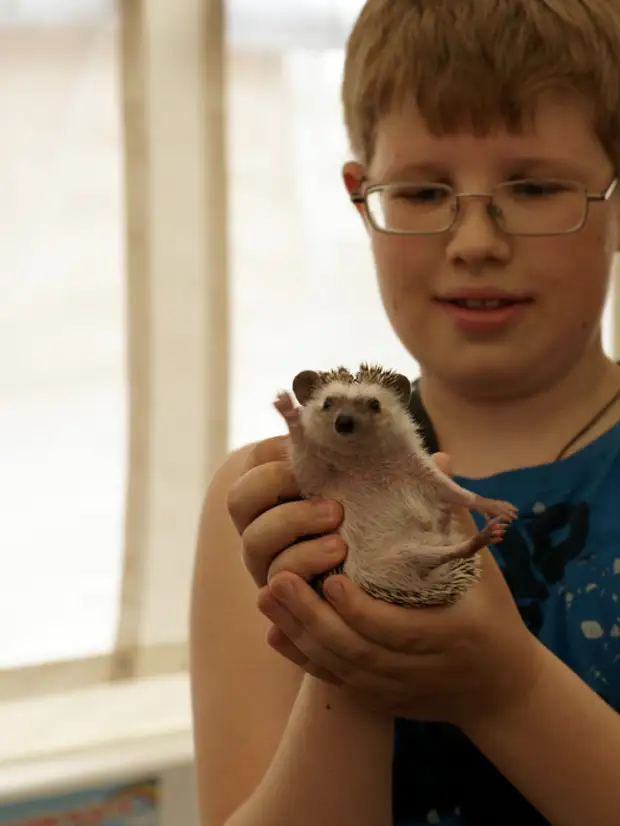 Домашние ежики мальчик и девочка. Мальчишки ежики. Ежик мальчик. Еж мальчик. Фотосессия детей с ежами.